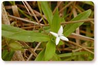 Virginia Buttonweed