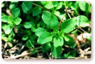 chickweed