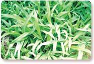 crabgrass