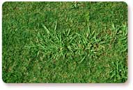 dallisgrass