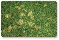 dollarspot