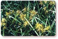 Purple or Yellow Nutsedge