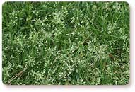 Poa Annua (Annual Bluegrass)