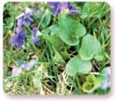 Wild Violets